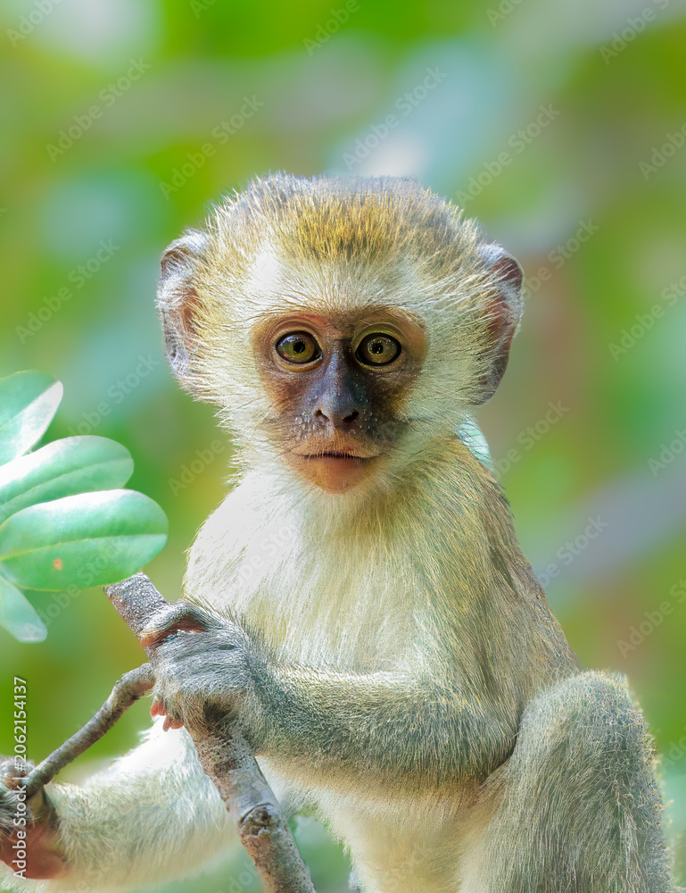 Fototapeta premium Baby Monkey Portrait 