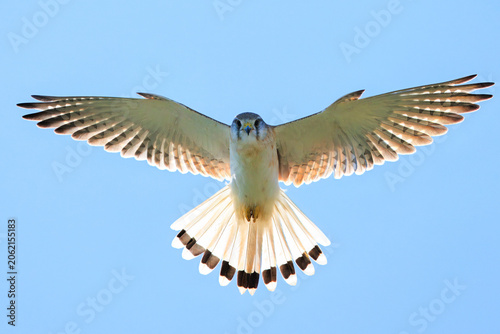 Εκτύπωση καμβά Nankeen kestrel on flight