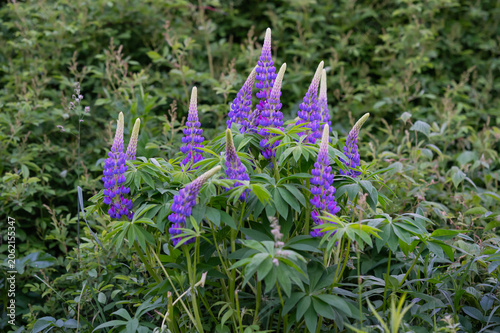 Φωτογραφία Close-up of vibrant purple Lupin flower spikes rising above dense, green palmate leaves in a wildflower meadow