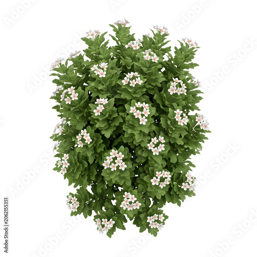 White and pink flower with green leaves top view