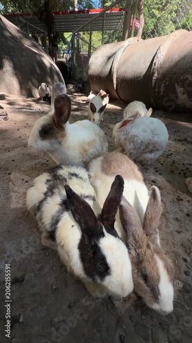 Group of spotted domestic rabbits resting in farm enclosure