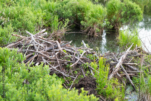 Industrious Beaver Construction and Natural Engineering