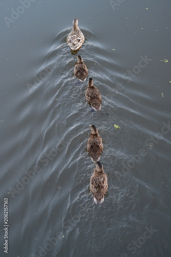 Mother duck and her babies swimming in single file formation on calm water.