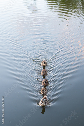 A peaceful wildlife moment of a mother duck and her young family gliding across rippled water with soft reflections.
