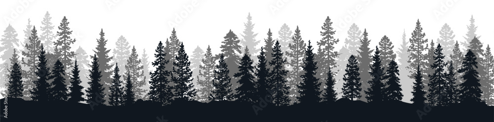 Obraz premium Dark Pine Forest Silhouette Border Landscape