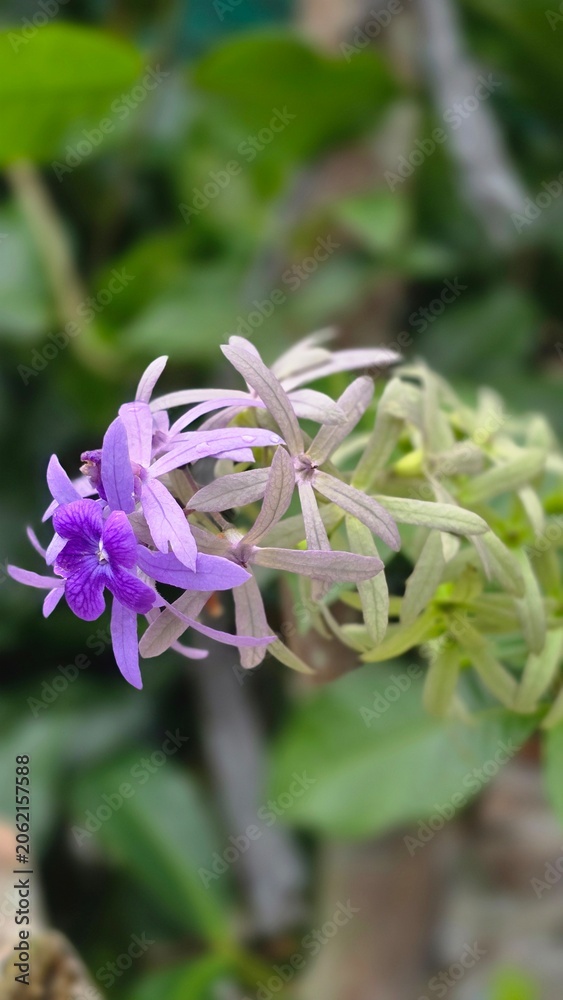 Fototapeta premium The beauty of the orchid flower in bloom