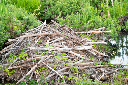A rugged beaver dam built from branches and mud stands prominently on the edge of a tranquil riverside