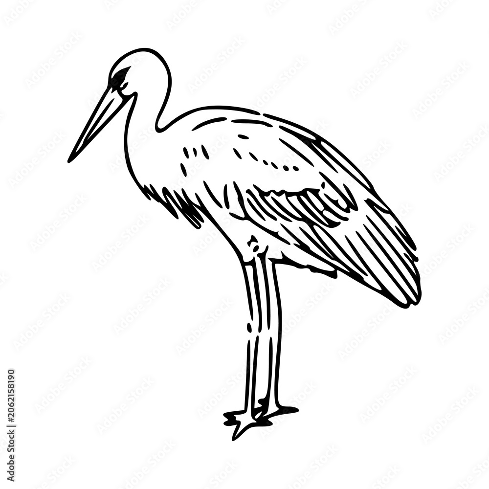 Obraz premium minimalist egret bird line art sketch, elegant crane wildlife illustration