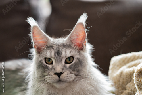Close-up of Silver Tabby Maine Coon kitten with Lynx-tufted Ears