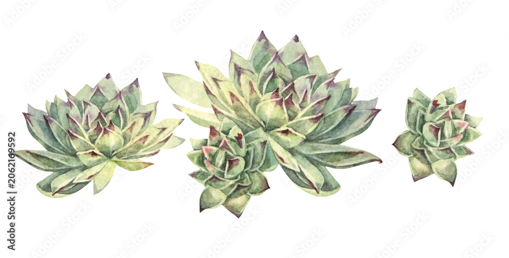 Fototapeta premium Watercolor set with green succulent echeveria isolated on white background. Botanical hand-drawn nature clipart for wedding card or sticker florist. Evergreen home flower for wallpaper and wrapping