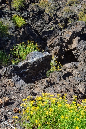 Bonito Lava Flow at Sunset Crater Volcano National Monument, Flagstaff, Arizona. Vivid yellow flowers are growing among the rocks.