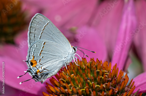 Gray Hairstreak Perched on Pink Coneflower