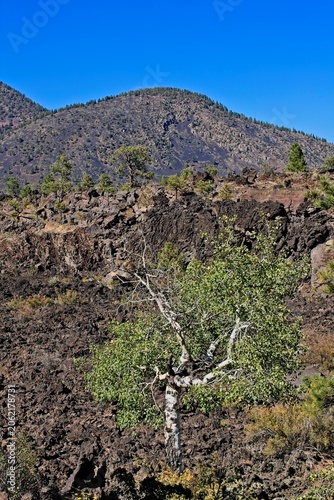 A lone Quaking Aspen, Populus tremuloides, in a lava flow at the Bonito Lava Flow at Sunset Crater Volcano National Monument, Flagstaff, Arizona. Pine trees are in the background.
