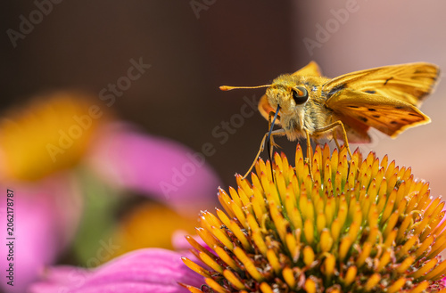 Fotografie Skipper Butterfly Feeding on Echinacea Close-Up
