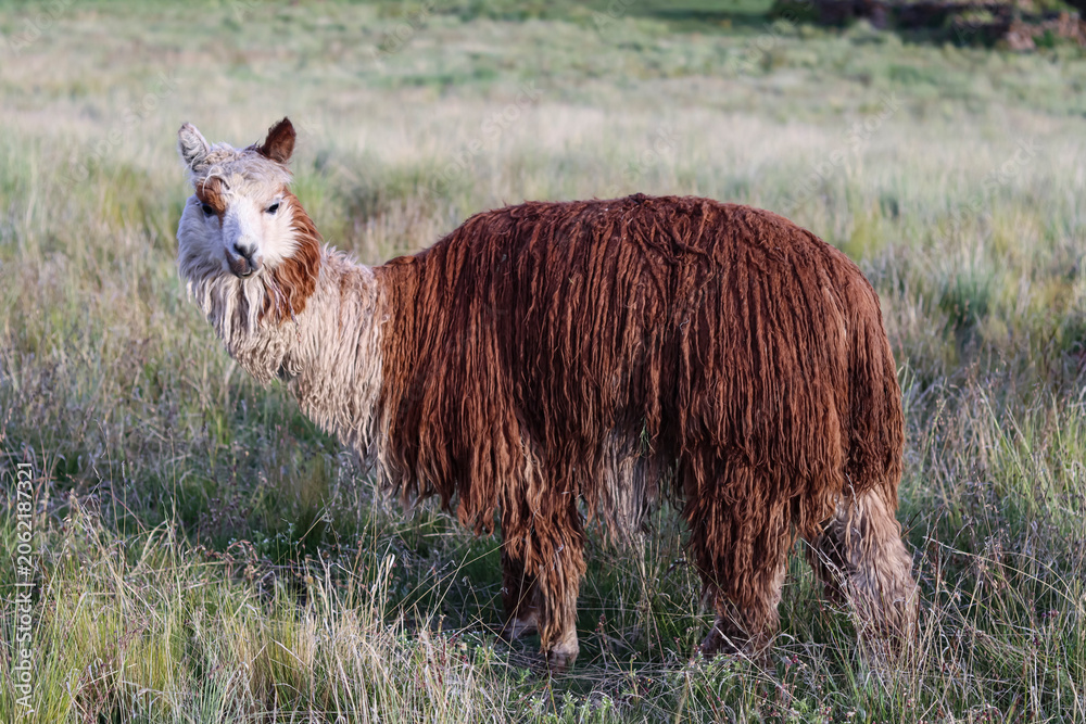 Fototapeta premium Brown and white long-wool Suri alpaca grazing in Andean grassland