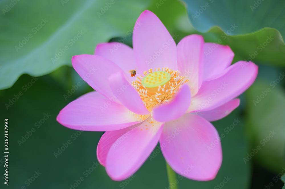 Fototapeta premium Pink Lotus Flower with Honeybee in Japanese Garden Pond
