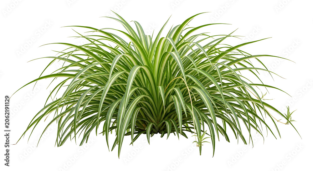 Fototapeta premium Single mature Spider Plant isolated on transparent background. Chlorophytum comosum variegated foliage cutout