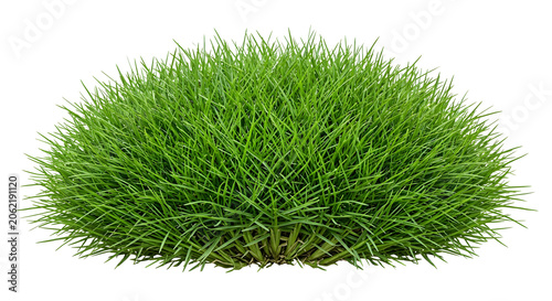 Single mature Japanese Lawn Grass isolated on transparent background. Zoysia japonica ornamental clump cutout