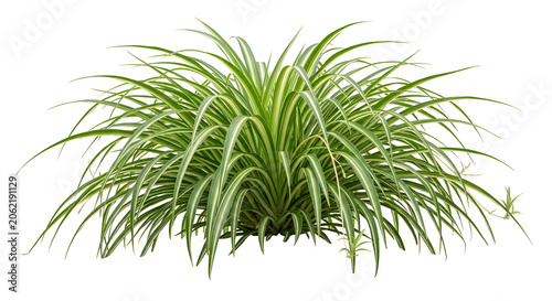 Single mature Spider Plant isolated on transparent background. Chlorophytum comosum variegated foliage cutout
