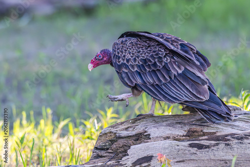 Canvastavla Turkey vulture walking a fallen tree trunk.
