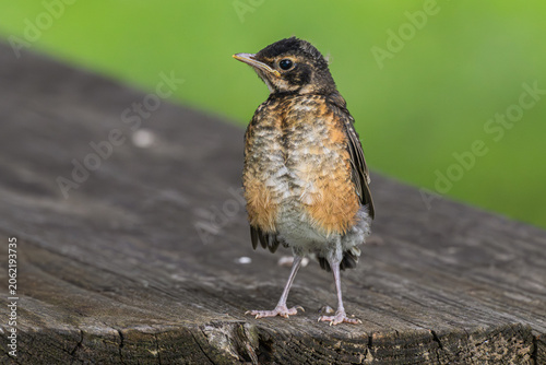 Fotografie Fledgling American robin perched on a picnic table,