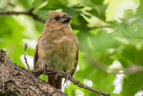 Canvas-taulu Fledgling female northern cardinal perched in a tree.