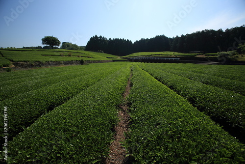 日本茶の茶畑の風景