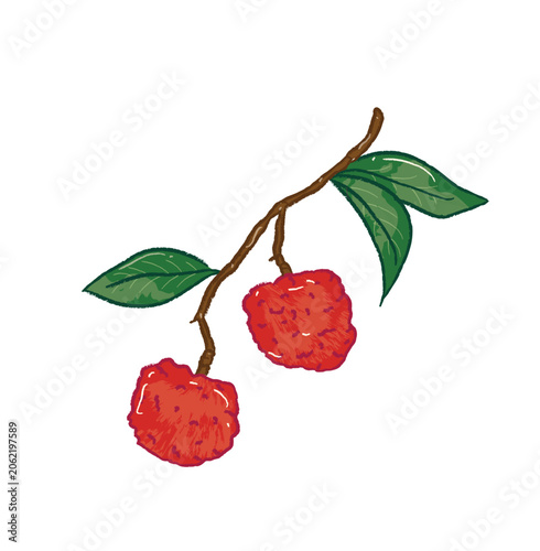 Ichyee tropical fruit vector illustration 