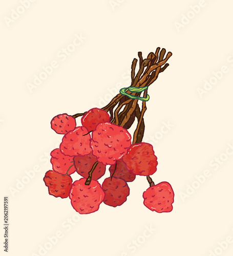 Ichyee tropical fruit vector illustration 
