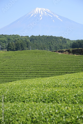 富士山と日本茶の茶畑の風景