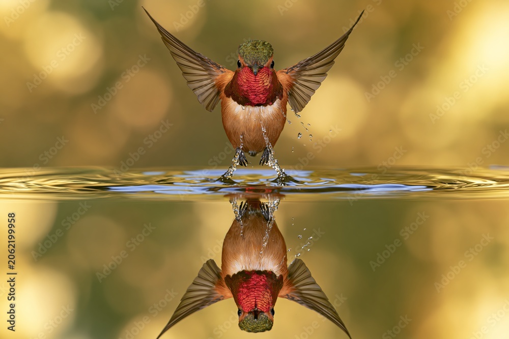 Fototapeta premium An extreme macro, perfectly symmetrical wildlife photograph capturing a Broad-tailed Hummingbird in head-on flight