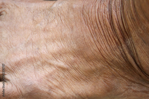 Cuadro en lienzo wrinkled old man's skin texture with clear fold details