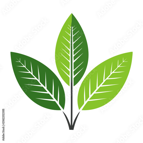 Three Green Leaves with Stem Vector Icon