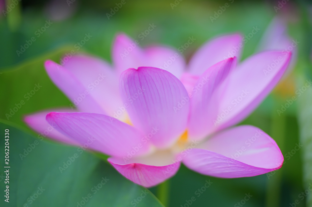 Fototapeta premium Pink Lotus Flower in Full Bloom, Japan Summer