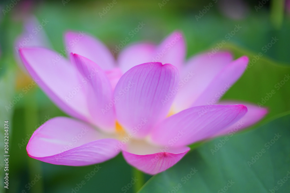 Fototapeta premium Pink Lotus Flower in Full Bloom, Japan Summer