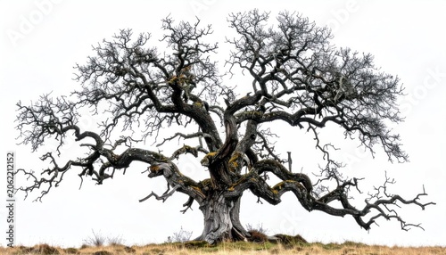 Majestic ancient oak tree with twisted branches against sky.