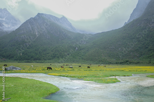 Photography Summer natural scenery of Daocheng Yading with alpine stream, running horses and