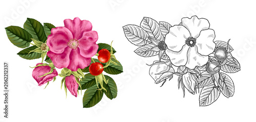 Billede på lærred drawing color wild rose pink flower, buds,red berries and green leaf and monochr