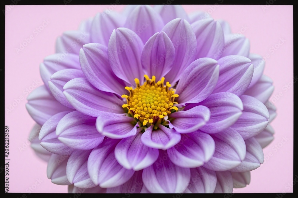Obraz premium A close up of a purple and white flower on a purple background