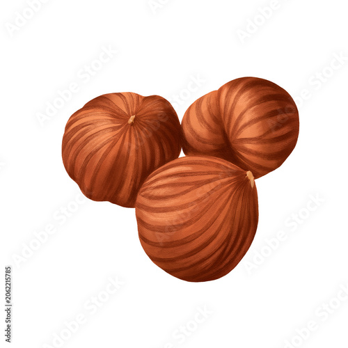 drawing nuts, hazelnuts isolated at white background, hand drawn illustration