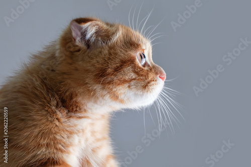 A close-up portrait of red tabby kitten on gray background, side view.