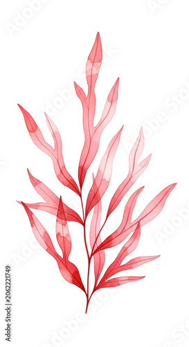 Red Watercolor Plant Branch Isolated Transparent Background