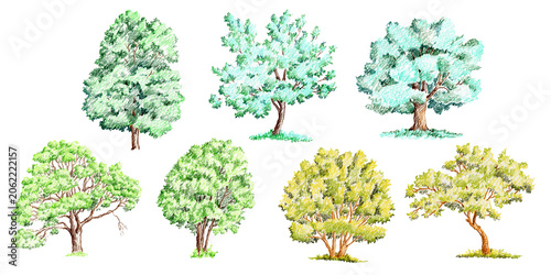 pencil drawing green trees isolated on white, nature design elements, hand drawn illustration