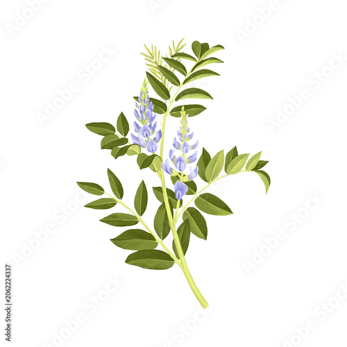 Liquorice, licorice, Glycyrrhiza glabra, drawing monochrome sketch of medicinal plant, hand drawn botanical illustration