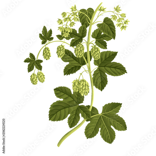 hop, Humulus lupulus, drawing monochrome sketch of medicinal plant, hand drawn botanical illustration