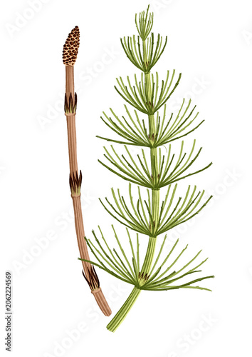 field horsetail, Equisetum arvense, drawing monochrome sketch of medicinal plant, hand drawn botanical illustration