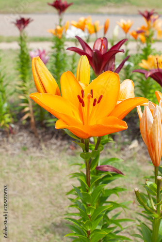 オレンジ色のユリの花