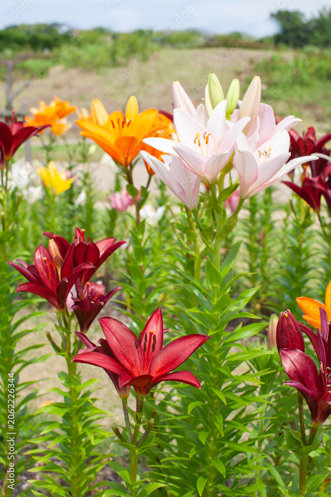 Obraz premium 色とりどりのユリの花