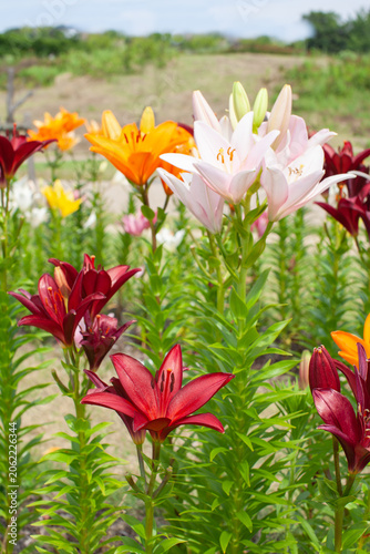 色とりどりのユリの花