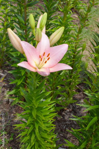 淡いピンク色のユリの花
